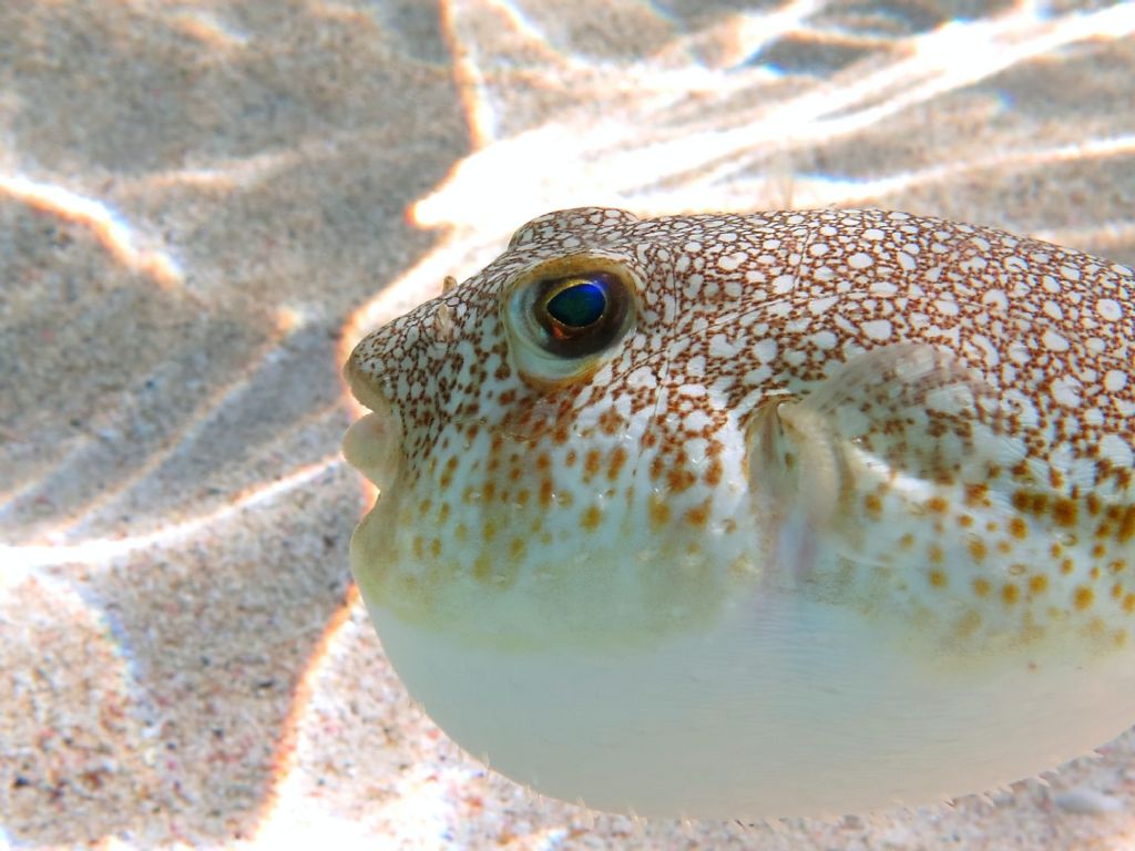 Pesce palla Torquigener flavimaculosus dall''isola di Elafonissos